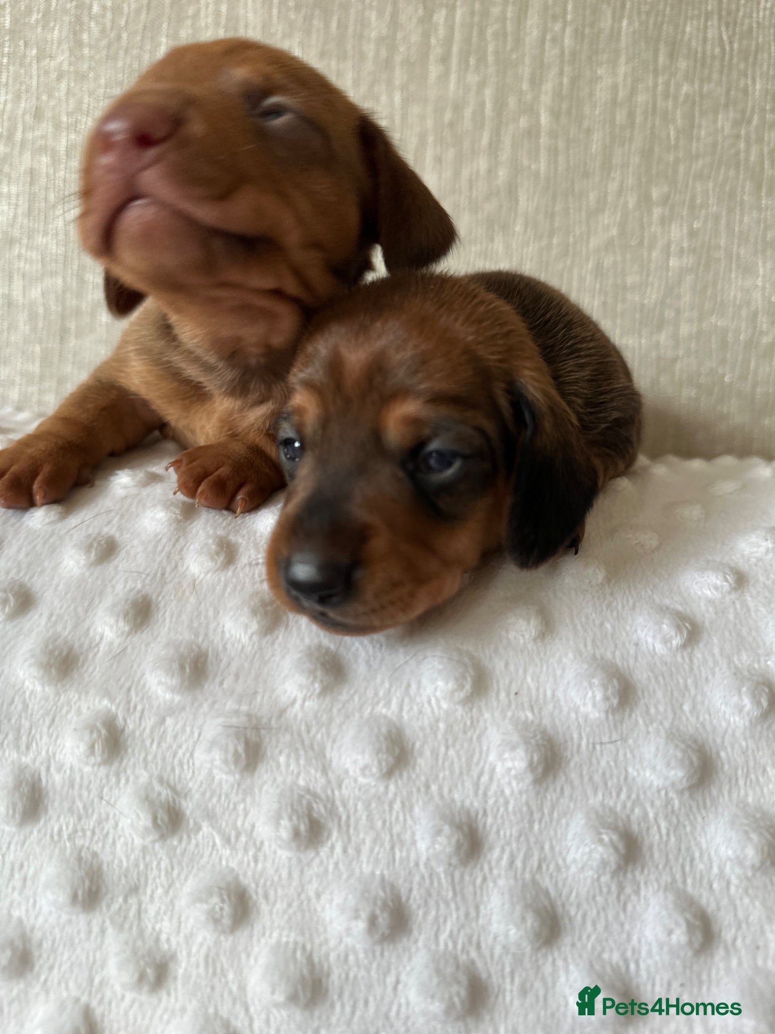 Miniature Dachshund dogs KC miniature dachshunds brindle /dapple  - Advert 9