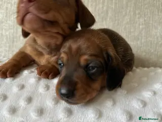 Miniature Dachshund dogs KC miniature dachshunds brindle /dapple - Advert 7