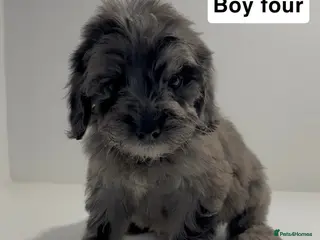 Cockapoo dogs Cockapoo puppies - Advert 6