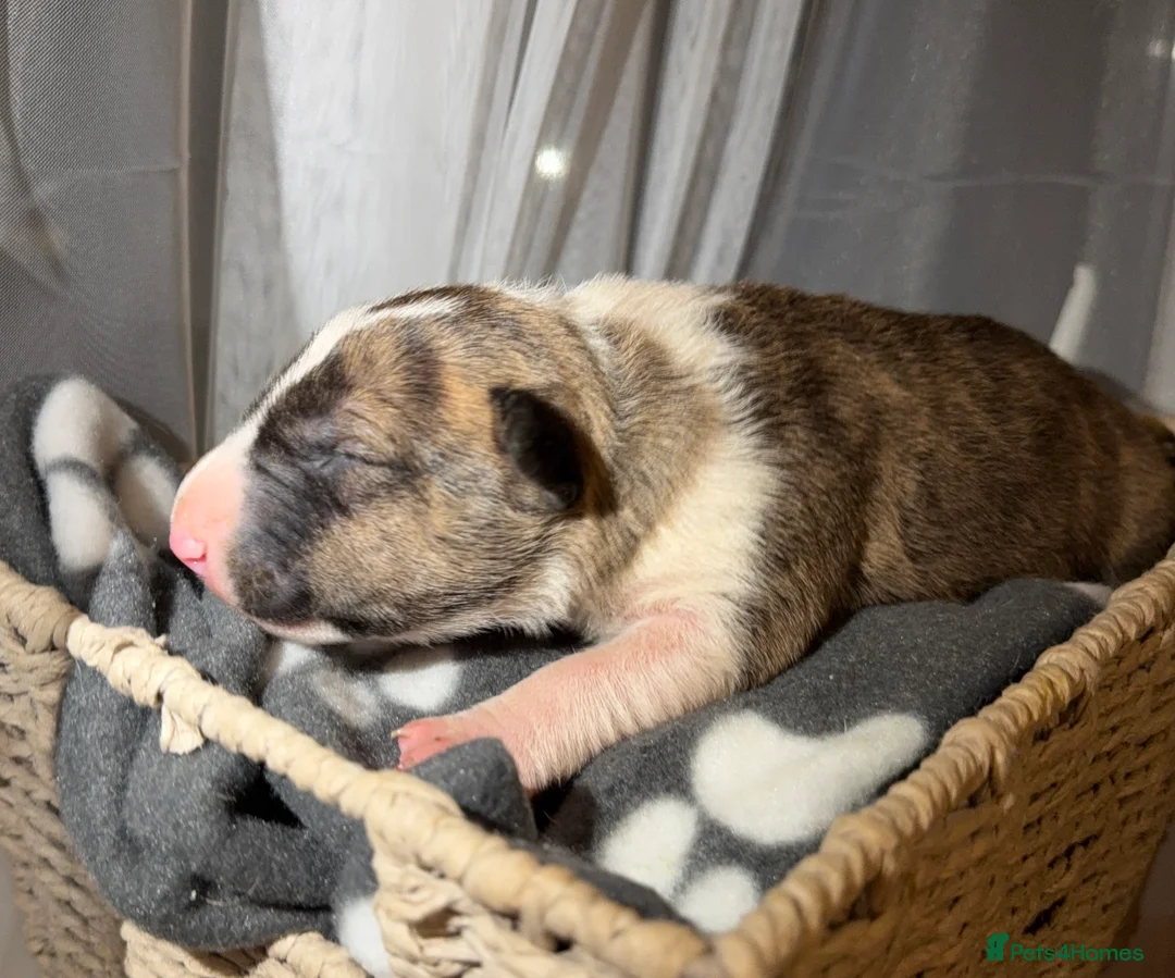 English Bull Terrier dogs for sale: Bull Terrier - Advert 12