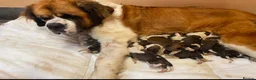 Saint Bernard dogs for sale: Saint Bernard  - Advert 2