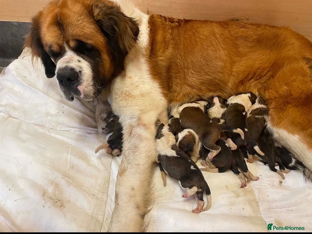 Saint Bernard dogs for sale: Saint Bernard  - Advert 2