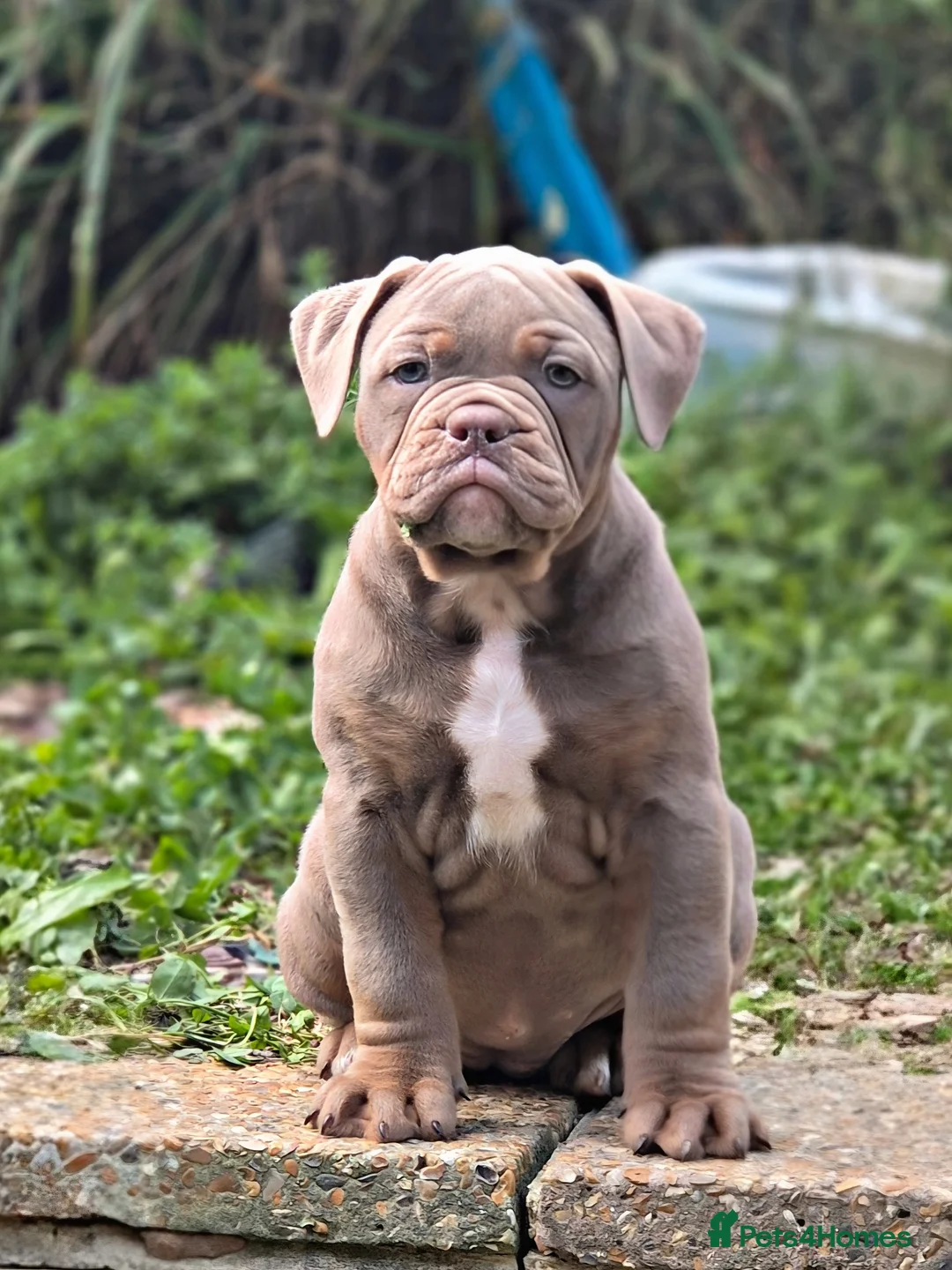 Olde English Bulldogge dogs for sale: Ready now Rare F4 Olde English Bulldogge! - Advert 1