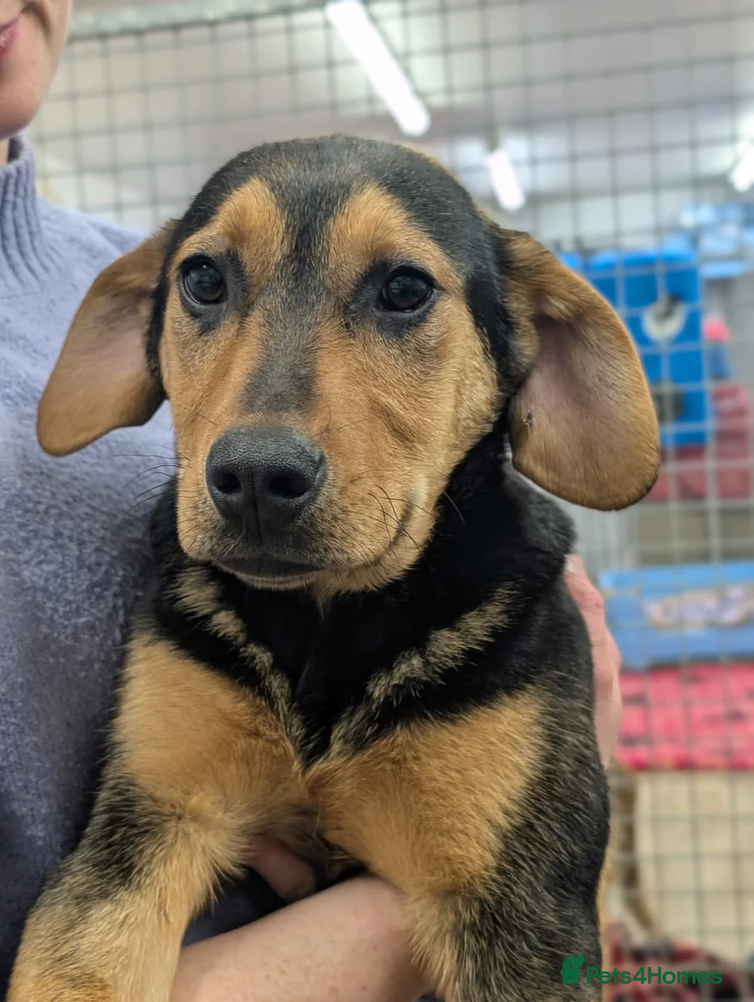 Mixed Breed dogs for adoption: Brutus - In Ayr Looking for a home  - Advert 6