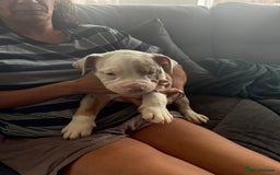 English Bulldog dogs for sale: Puppies for sale - Image 13