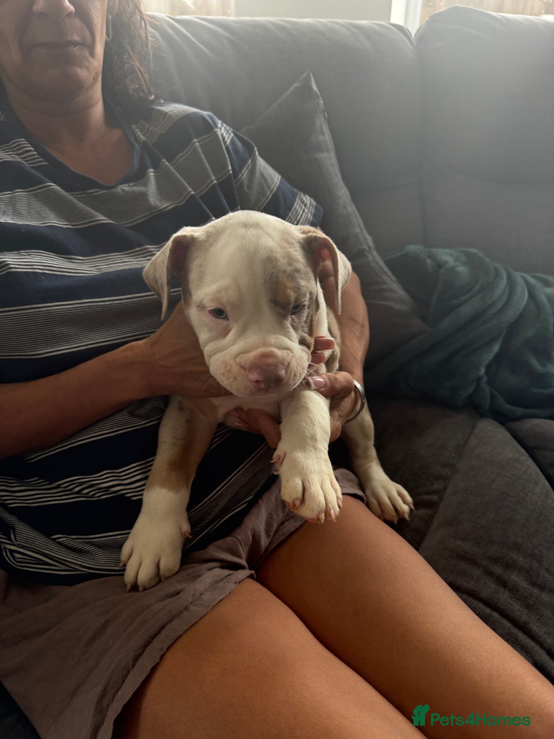 English Bulldog dogs for sale: Puppies for sale - Image 13