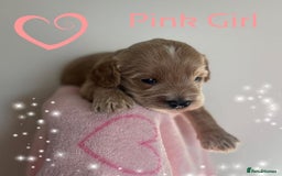 Cavapoo dogs for sale: ✨Exceptional Cavapoo Puppies Raised with love🐾 - Image 4
