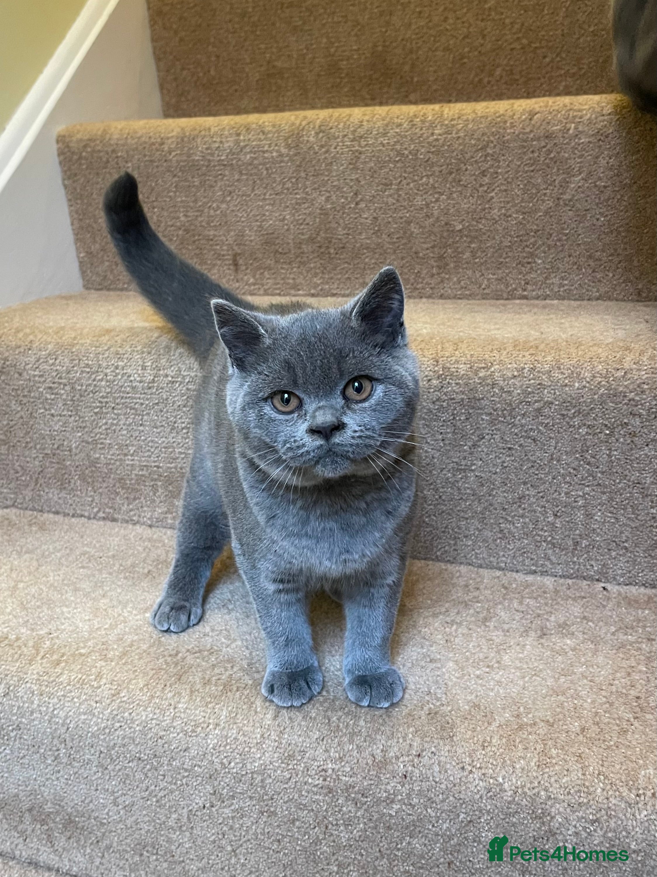 British Shorthair cats Just Rey left - Advert 16