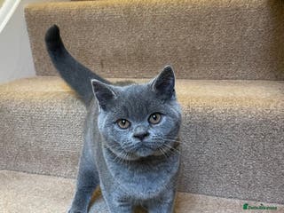 British Shorthair cats Just Rey left - Advert 3