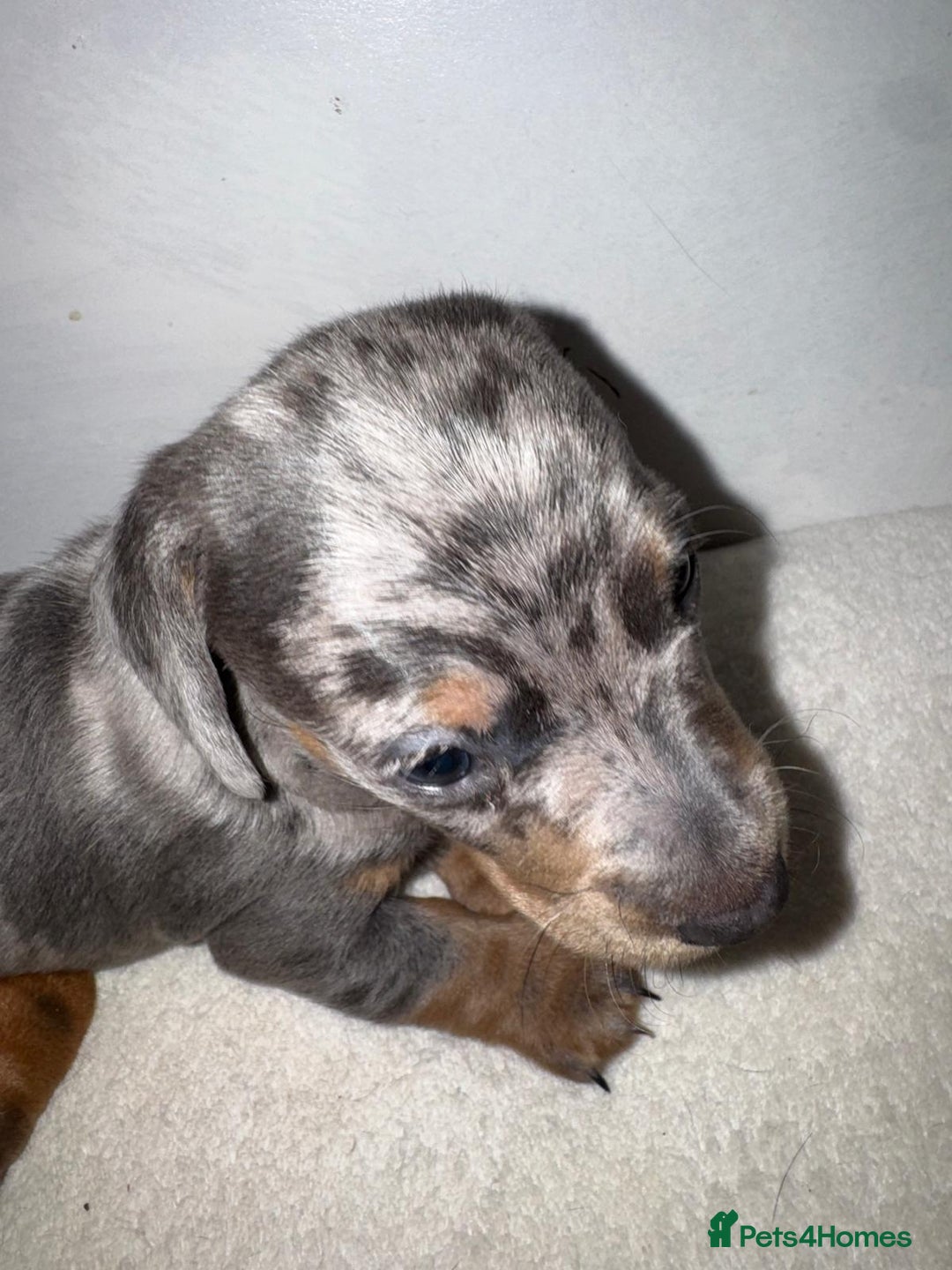 Dachshund dogs for sale: Dachshund Puppies  - Advert 5