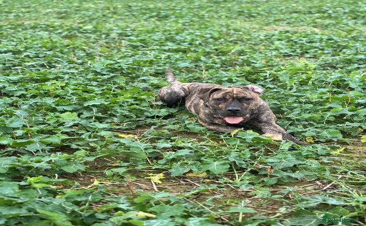 Presa Canario dogs - Advert 1