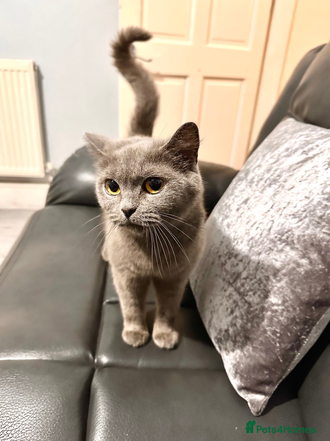 British Shorthair cats for sale: Silver Ticked British ShortHair Kittens TICA - Image 25