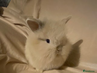 Mini Lion Lop rabbits - Advert 8
