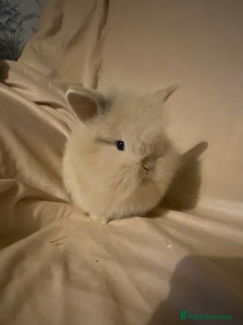 Mini Lion Lop rabbits - Advert 6