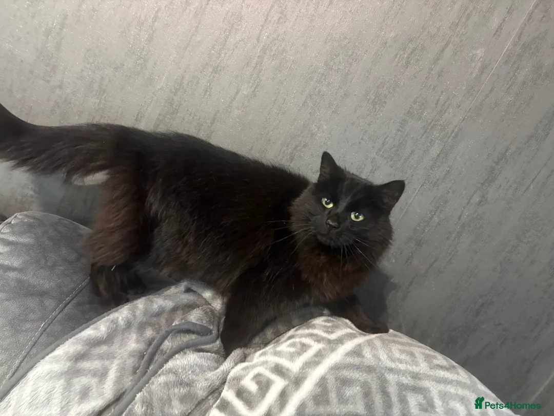 Ragcoon cats for sale: Ragdoll cross maincoon kittens  - Advert 14