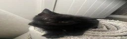 British Shorthair cats for sale: Beautiful kittens ready now - Advert 6