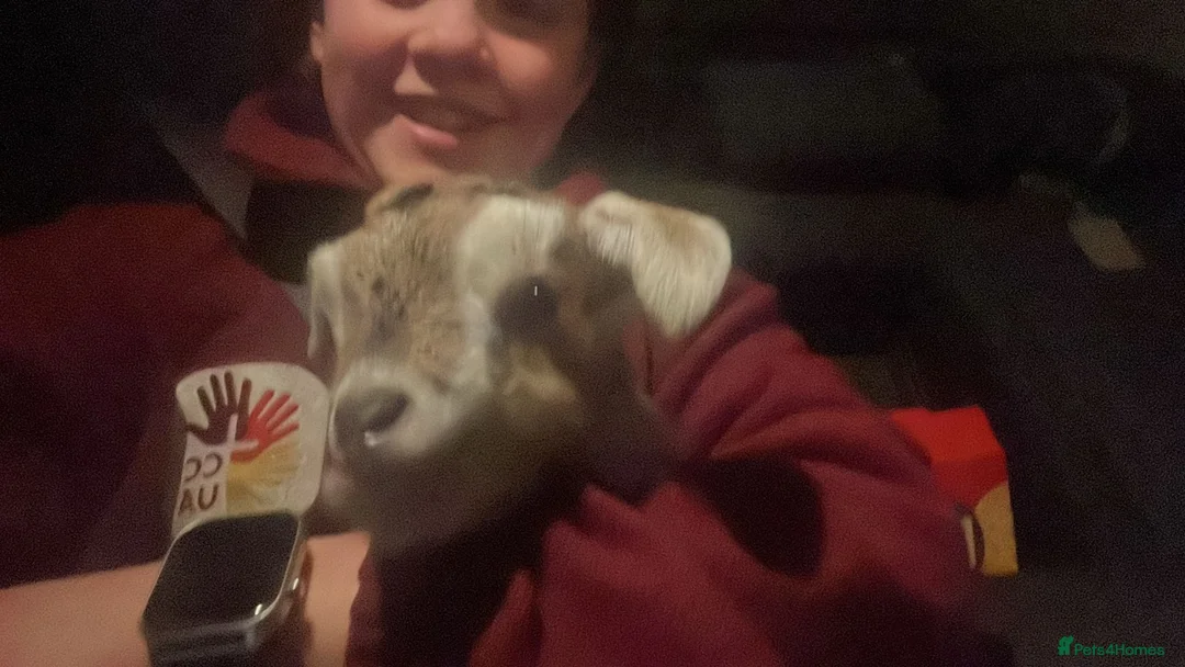 Goats livestock for sale: Lovely bottle fed weather  - Advert 7