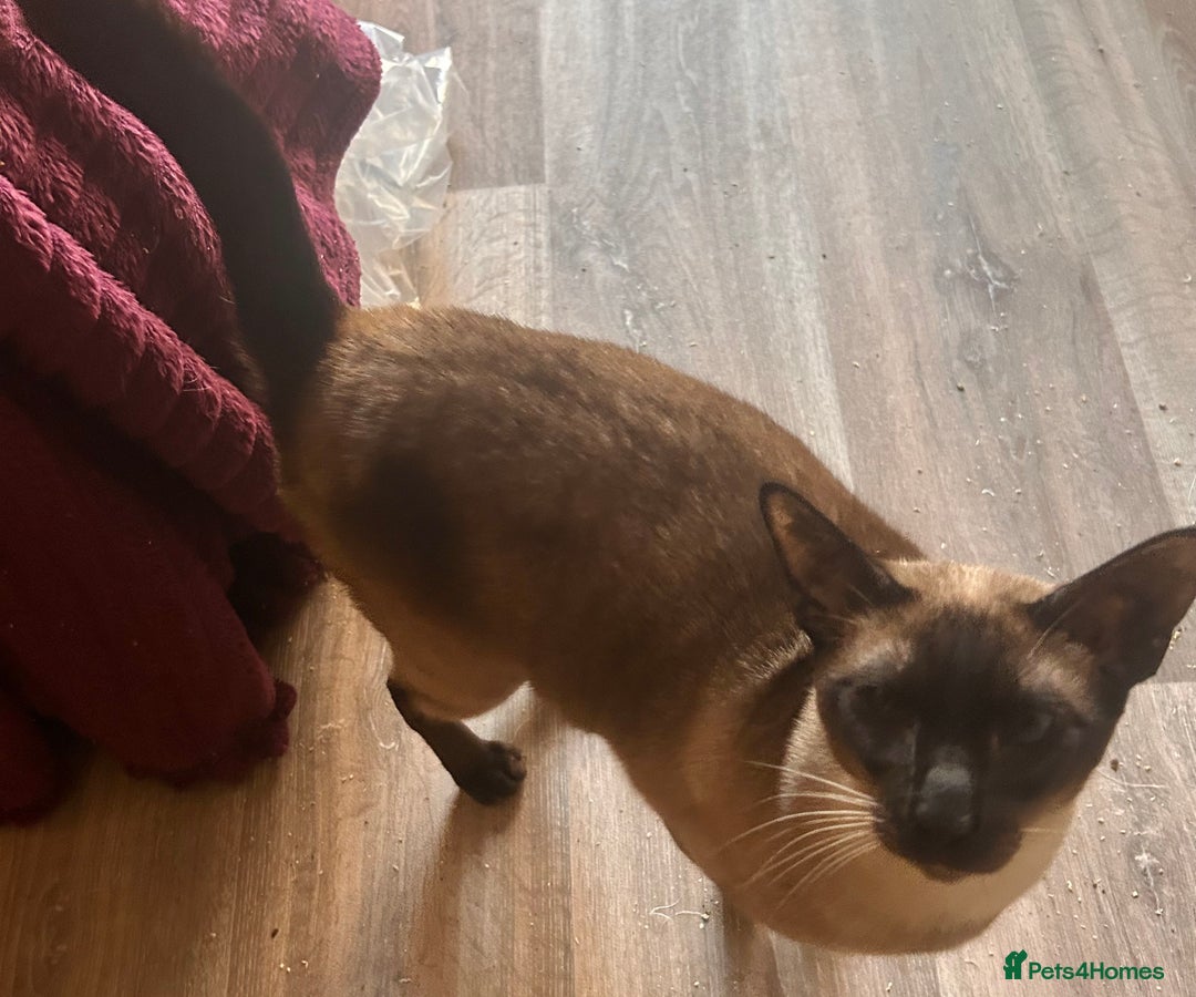 Siamese cats for sale: Siamese seal points  price is for both  - Advert 6