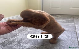 Cocker Spaniel dogs for sale: OUT STANDING GOLDEN SHOW TYPE COCKER SPANIEL  - Image 20