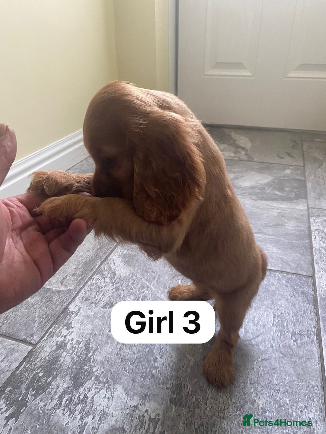Cocker Spaniel dogs for sale: OUT STANDING GOLDEN SHOW TYPE COCKER SPANIEL  - Image 20
