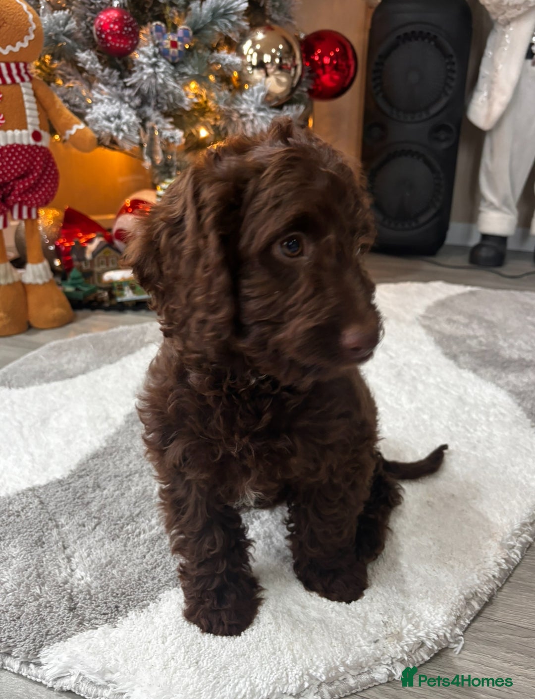 Cockapoo dogs for sale: Gorgeous litter of cockapoo puppies  - Advert 3