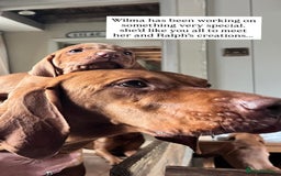 Hungarian Vizsla dogs for sale: Hungarian Vizsla puppies - Image 9