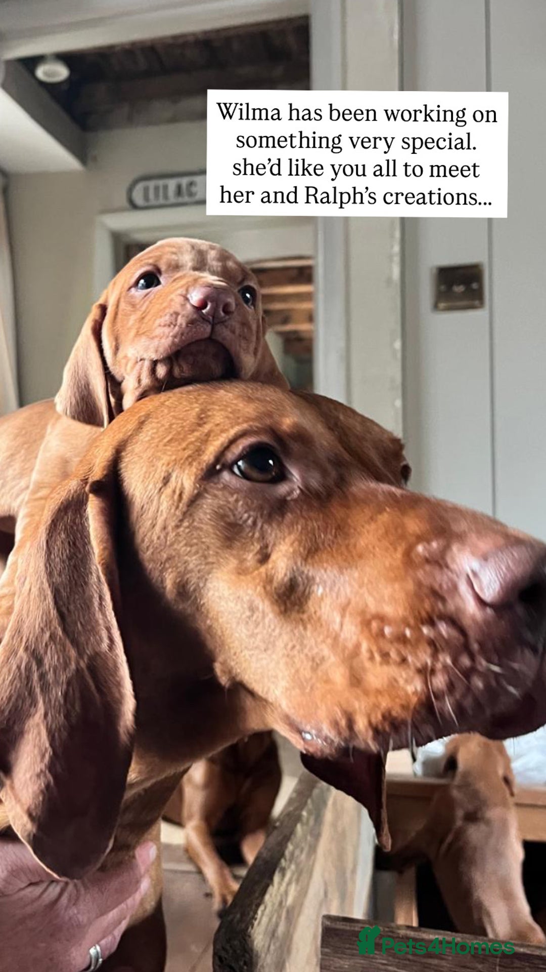 Hungarian Vizsla dogs for sale: Hungarian Vizsla puppies - Image 9