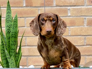 Miniature Dachshund dogs in Manchester - Advert 10