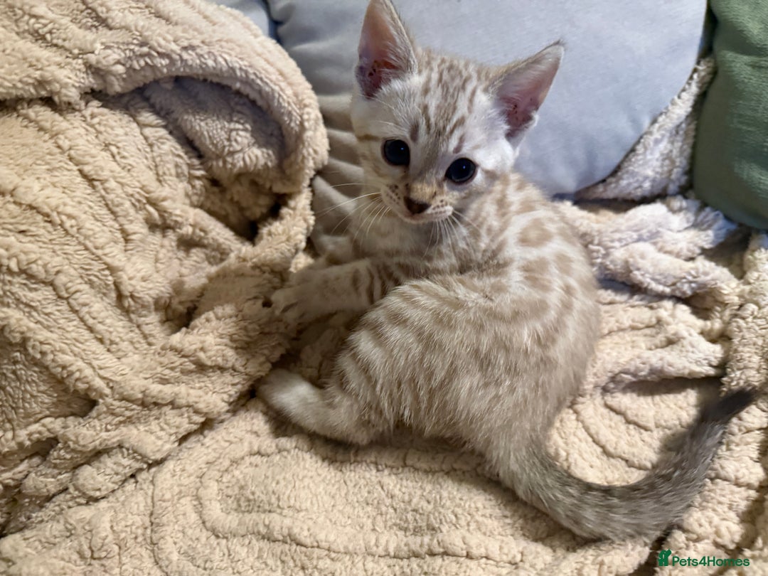 Bengal cats for sale: TICA registered Bengals  - Advert 6