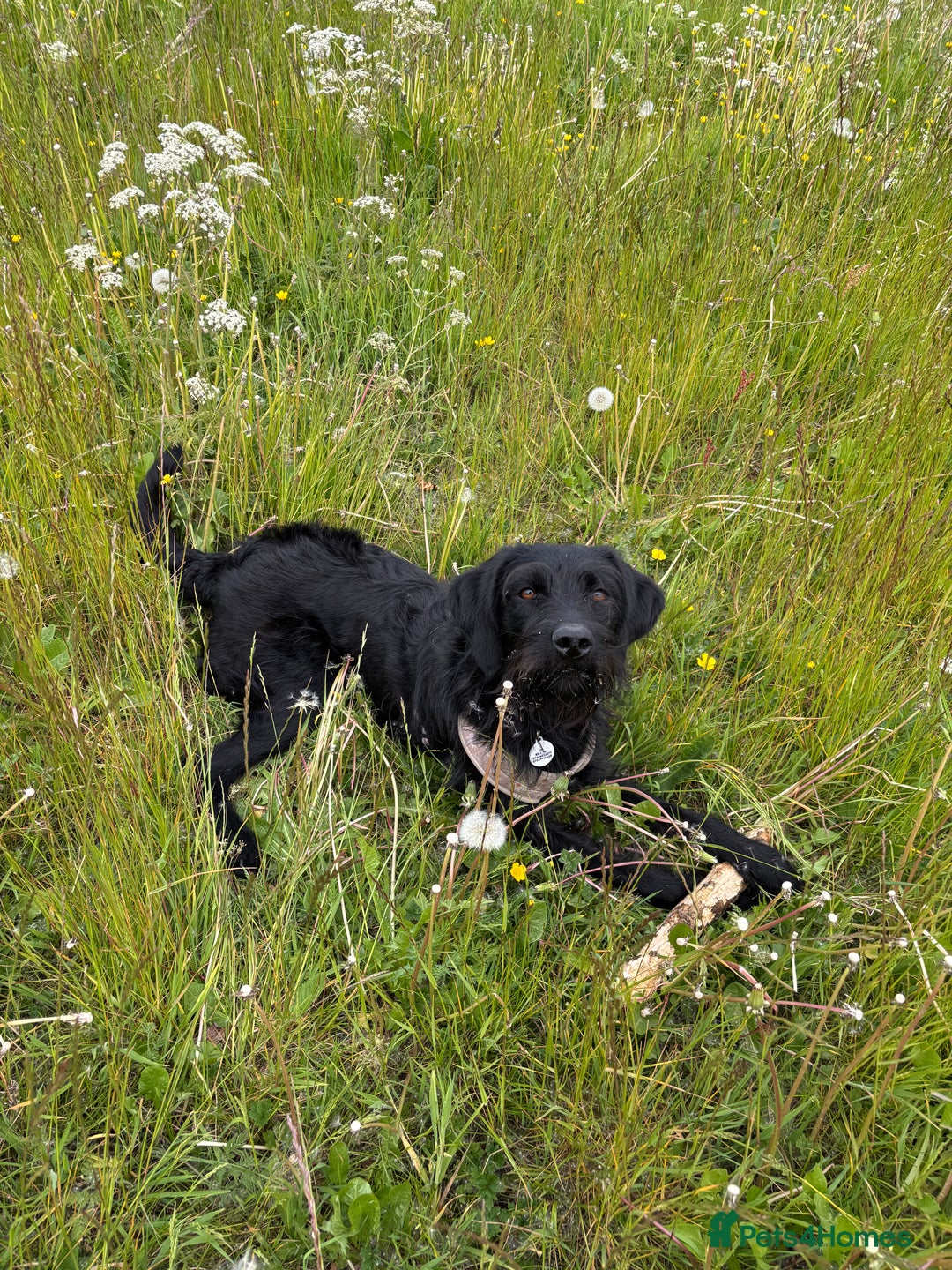 Labradoodle dogs for sale: Bonnie - Labradoodle - Advert 7