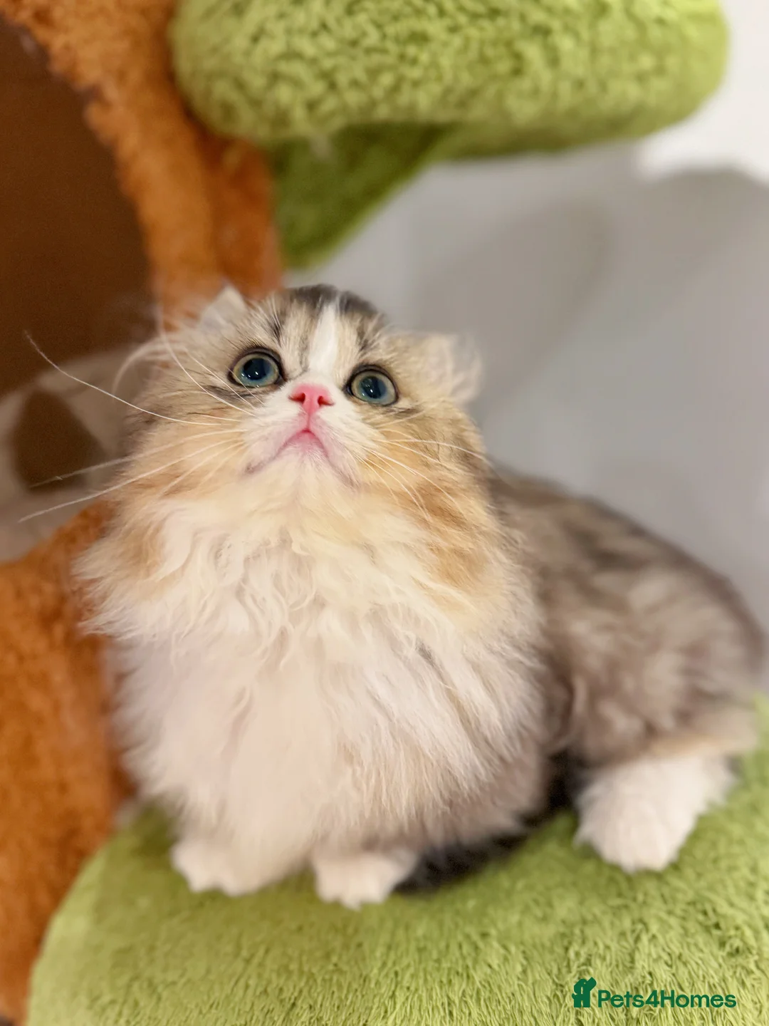 Munchkin cats for sale: Top level Super stunning & rare Minuet - Advert 25