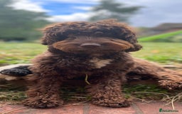 Cockapoo dogs for sale: ✨ Gorgeous Cockapoo Puppies ✨ - Image 21