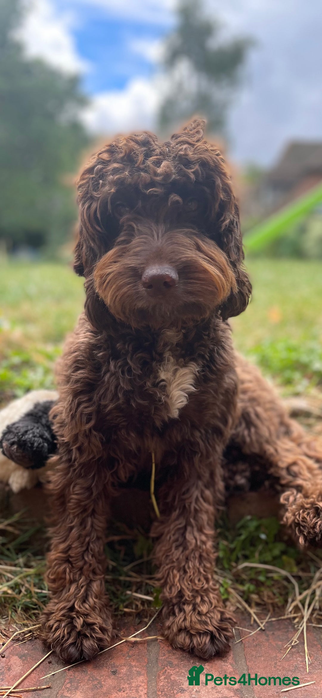 Cockapoo dogs for sale: ✨ Gorgeous Cockapoo Puppies ✨ - Image 21