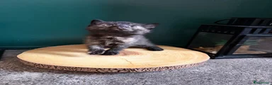 Mixed Breed Kitten 3
