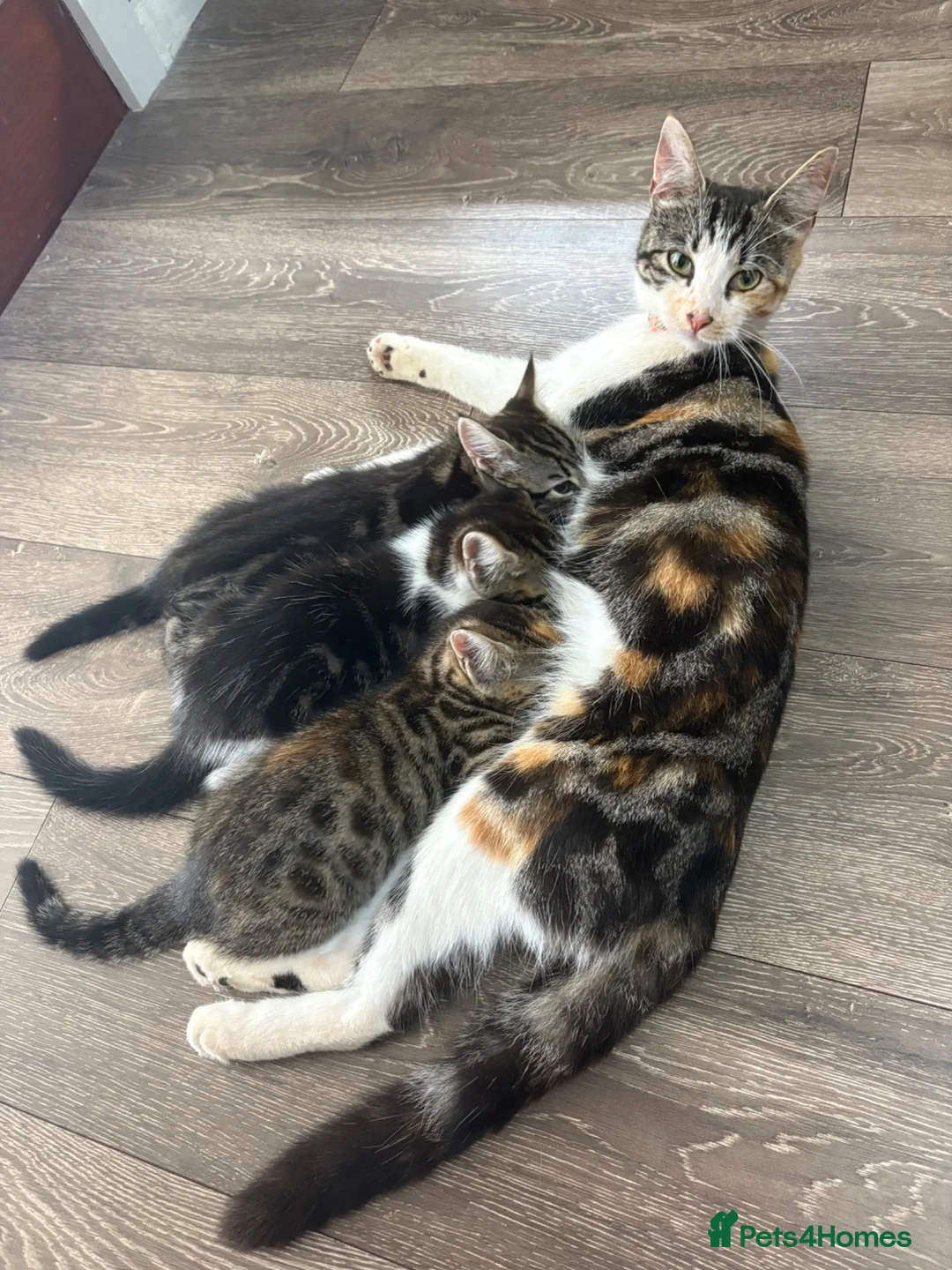 Mixed Breed cats for sale: 3 beautiful kittens  - Advert 11