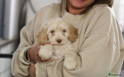 Cockapoo dogs for sale: Most Beautiful Cockerpoo s - Image 5