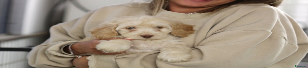 Cockapoo Puppy 4