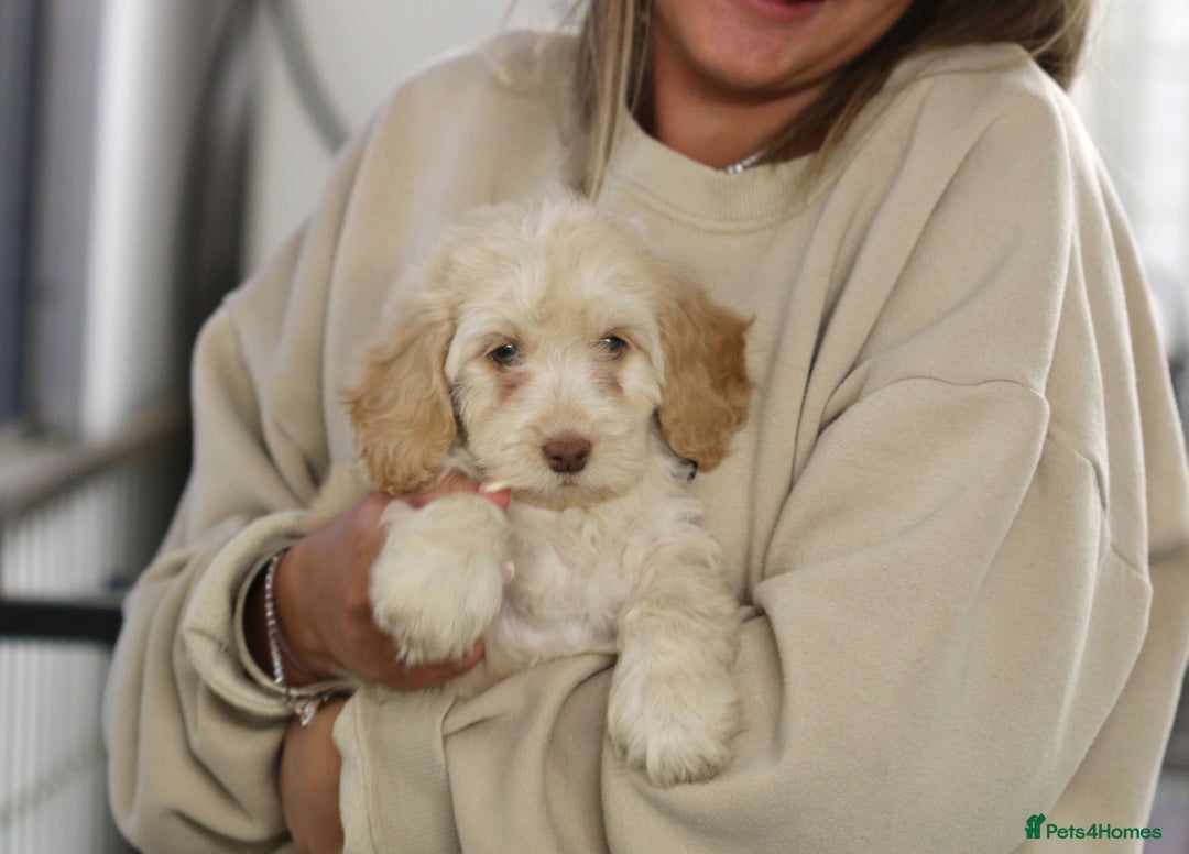 Cockapoo dogs for sale: Most Beautiful Cockerpoo s - Image 5