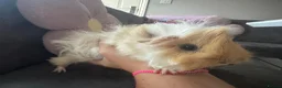 Guinea Pig rodents for sale: Two gorgeous fluffy female piggies  - Advert 13