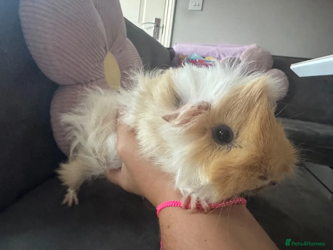 Guinea Pig rodents for sale: Two gorgeous fluffy female piggies  - Advert 13