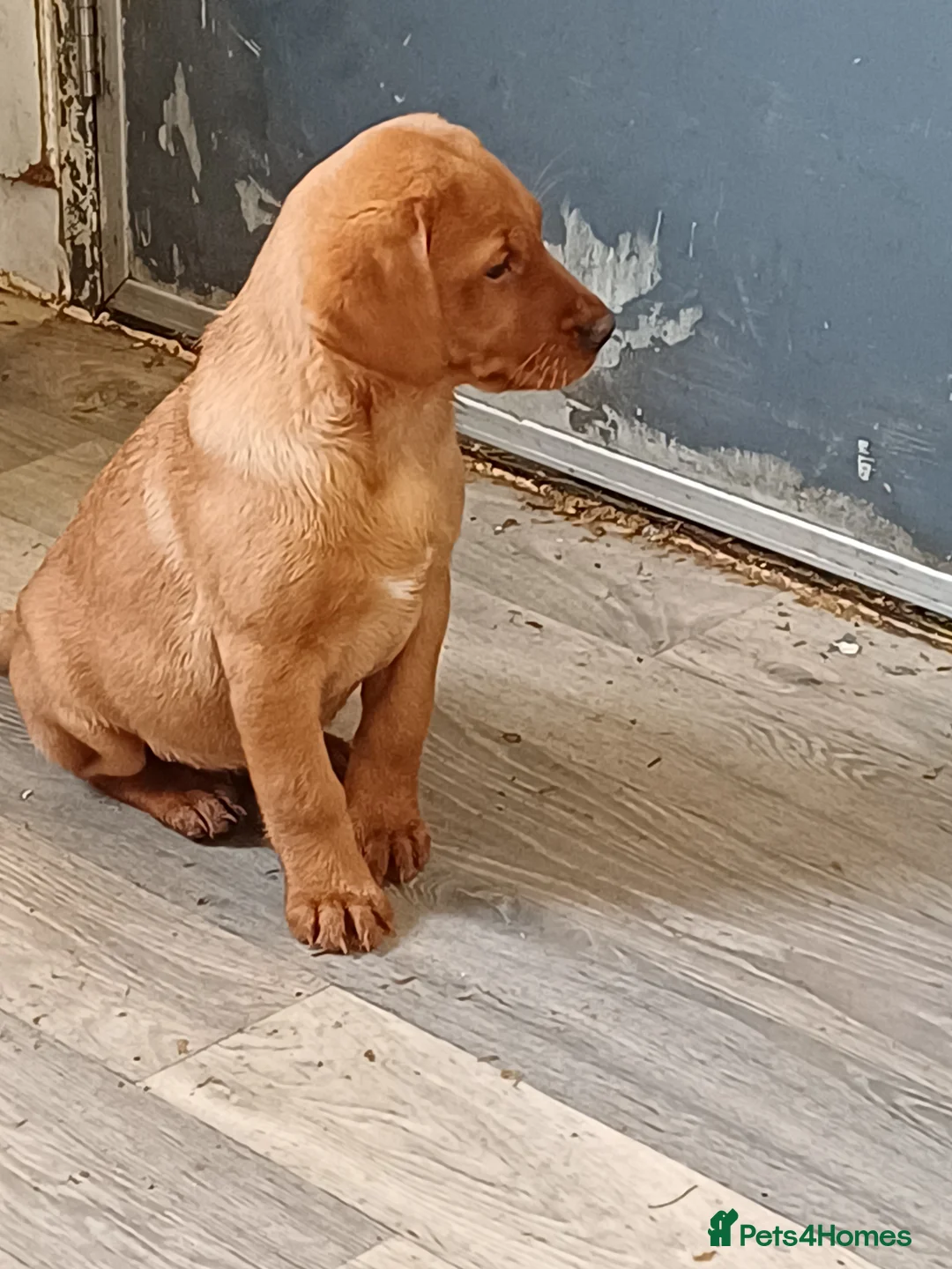 Labrador Retriever dogs for sale: LABRADOR PUPPIES - FOX RED - Advert 10