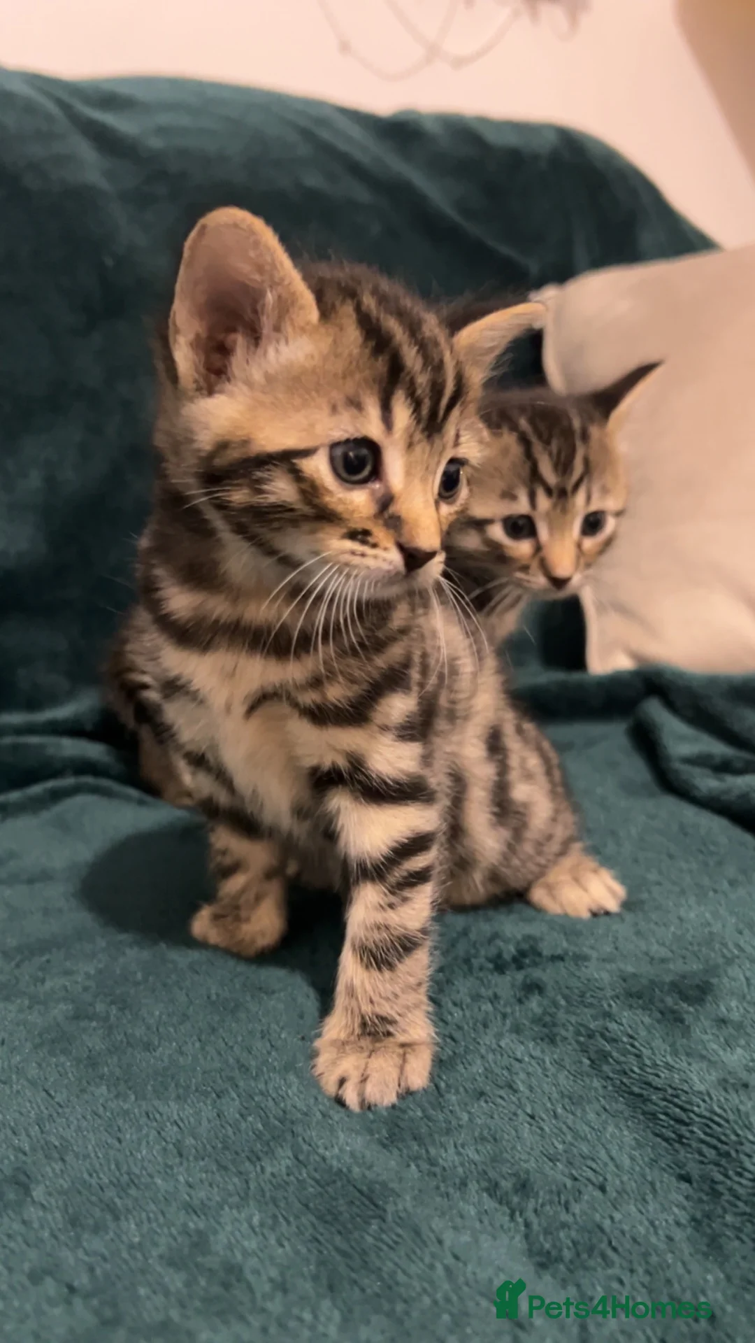 Bengal cats for sale: 3/4 bengal, 1/4 rag doll  in Birmingham - Advert 2