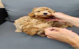 Maltipoo dogs for sale: Beautiful Maltipoo boys for sale 🐾 - Image 21