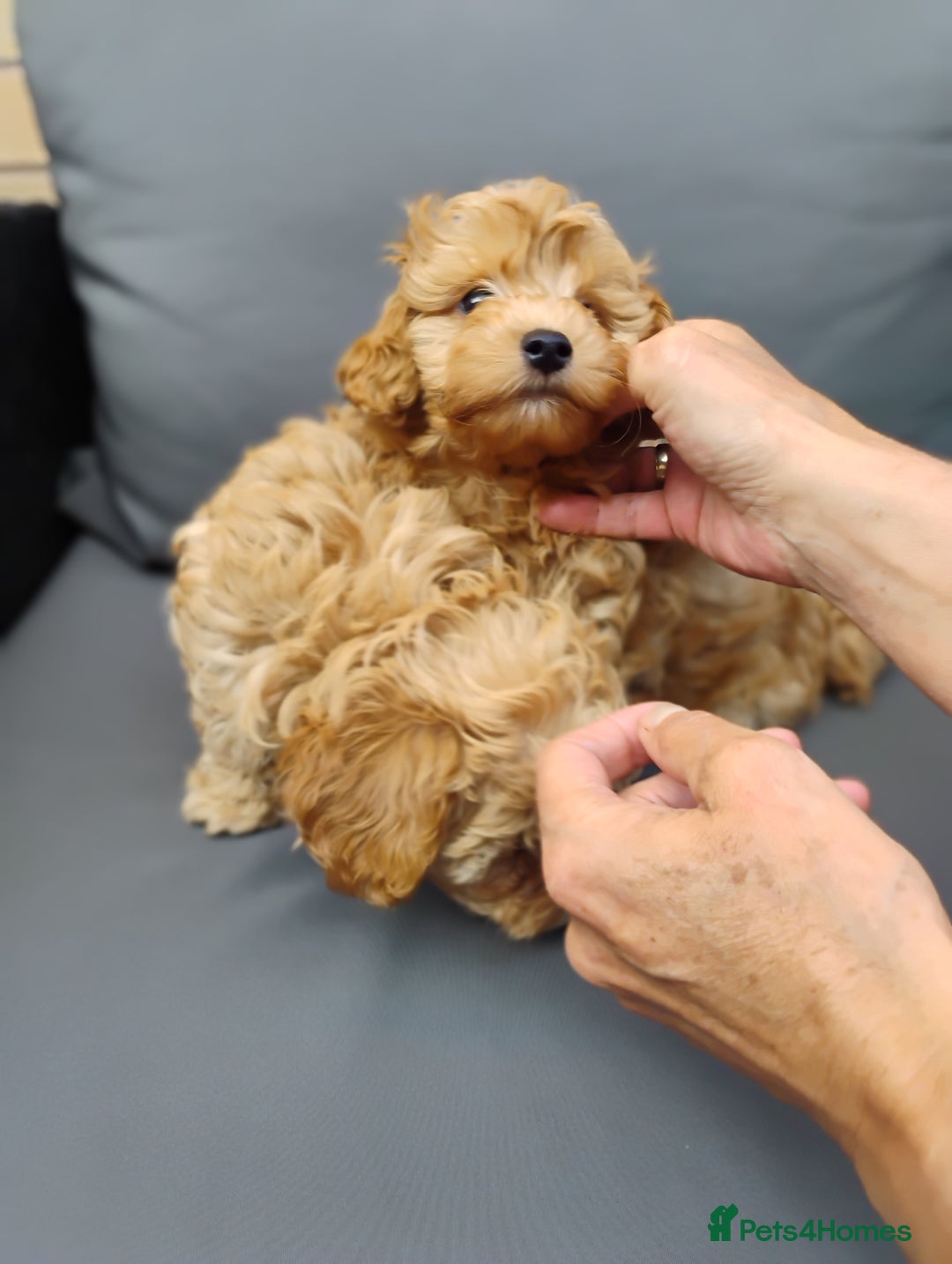 Maltipoo dogs for sale: Beautiful Maltipoo boys for sale 🐾 - Image 21