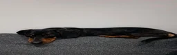 Dachshund dogs for sale: Dog to rehome - Advert 18