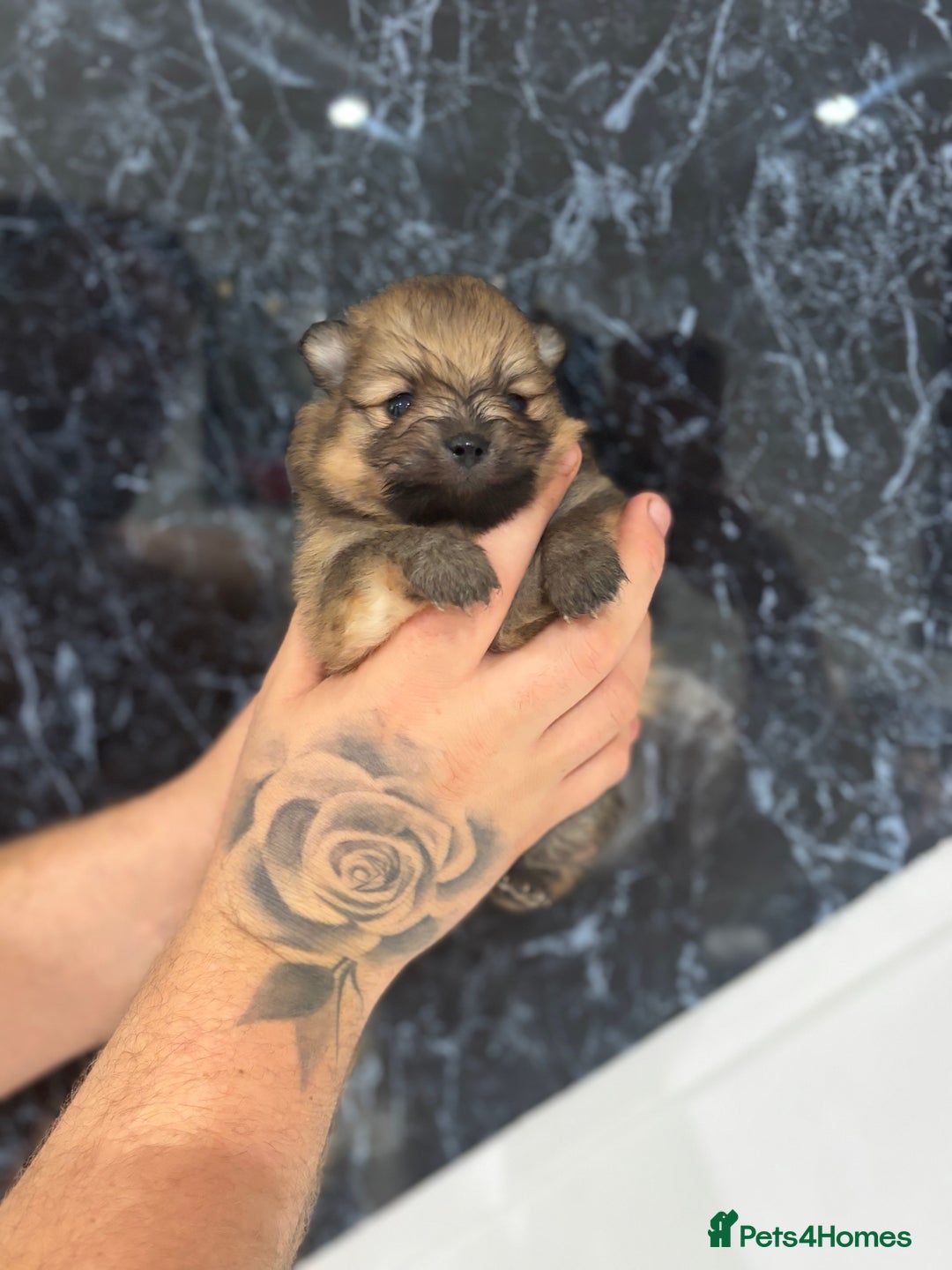 Pomeranian dogs for sale: Kc registered Pomeranians  - Image 10