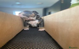 English Bulldog dogs for sale: *REDUCED* English Bulldog Puppies - Image 8
