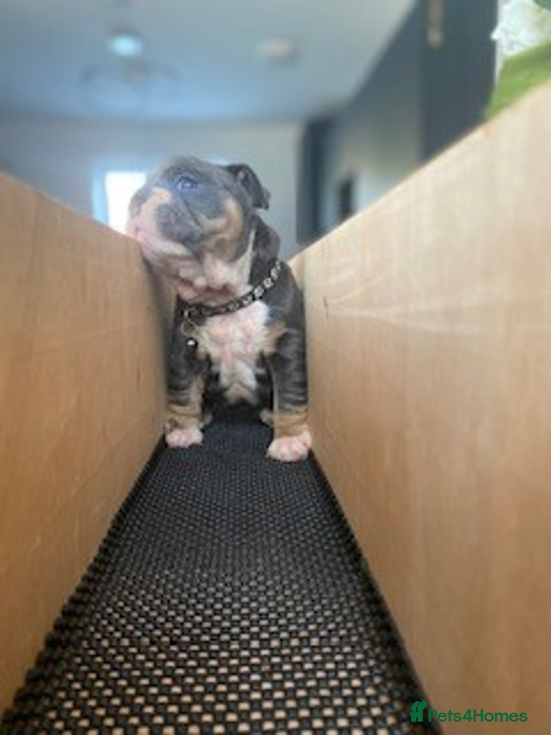 English Bulldog dogs for sale: *REDUCED* English Bulldog Puppies - Image 8
