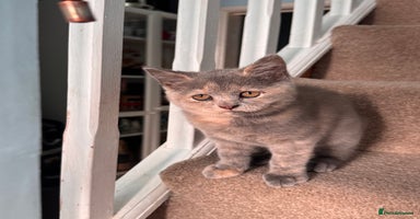 British Shorthair cats - Advert 3