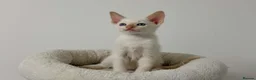 Cornish Rex cats for sale: 🐾 Beautiful Kittens Ready for Reservation 🐾 - Advert 10
